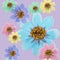 Cosmos, kosmeya. Illustration, texture of flowers. Seamless pattern for continuous replication. Floral background, photo collage
