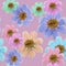 Cosmos, kosmeya. Illustration, texture of flowers. Seamless pattern for continuous replication. Floral background, photo collage