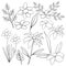 Cosmos Lily Tiger Champa Daffodil Leaf Flower Floral Silhouette Outline Line Element