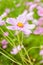 Cosmos, Mexican aster flowers