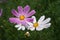 Cosmos (Mexican aster) pink and white flowers