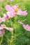 Cosmos pink flower