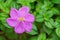 Cosmos pink flower Family Compositae