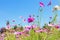 Cosmos pink flower Family Compositae