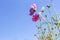 Cosmos pink flower Family Compositae i
