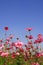 Cosmos pink flower in garden