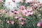 Cosmos pink flowers close up in field background