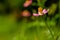 Cosmos plant with pink flowers with a yellow pistil tip, white center