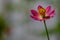 Cosmos plant with pink flowers with a yellow pistil tip, white center