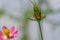 Cosmos plant with pink flowers with a yellow pistil tip, white center