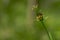 Cosmos plant with pink flowers with a yellow pistil tip, white center