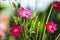 Cosmos purple flower on blur background. Nature and Scenic Relaxing Scenery