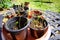 Cosmos seedlings bipinnatus in plant pots in the sun.