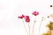 Cosmos sepia flowers with lady bug holding on flower blooming w