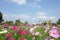 Cosmos at Showa Kinen Park