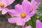 Cosmos Sonata Flowerfield pink flower field