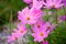 Cosmos Sonata Flowerfield pink flower field