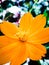 Cosmos sulphureus flower with orange gradation