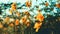 Cosmos Sulphureus flowers field close up with sun flares.