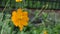Cosmos sulphureus is gray-yellow. Yellow summer flowers close up.