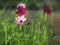 Cosmos and sunflower in garden