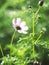 Cosmos and sunflower in garden