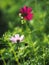 Cosmos and sunflower in garden