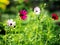 Cosmos and sunflower in garden