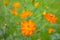 Cosmos Tango flowers orange bloom blurred green background 