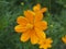 Cosmos Yellow flower or Cosmos Sulphureus