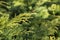 Cossack juniper Juniperus sabina Tamariscifolia on bank of beautiful garden pond. Selective focus.