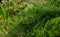 Cossack juniper Juniperus sabina Tamariscifolia grows on pond shore. Green leaves of Juniper fits perfectly into design of garden