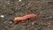 Cossus caterpillar of a wood worm odorous or willow insect pest is crawl on the ground.