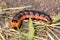 Cossus cossus, European goat moth, popularly called caterpillar, close up