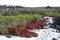 Cost vegetation with Galapagos carpetweed Sesuvium edmonstonei,