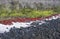 Cost vegetation with Galapagos carpetweed Sesuvium edmonstonei,