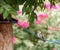 Costa\'a Hummingbird rests