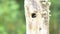 Costa Rica Bird, Acorn Woodpecker (melanerpes formicivorus) in its Birds Nest Hole in a Tree Hollow