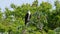 Costa Rica Bird of Prey, Osprey (Fish Hawk), Perched Perching on a Branch High in a Tree, Tarcoles R