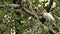 Costa Rica Birds, American White Ibis (eudocimus albus) Perched Perching on a Branch in a Tree in Ma