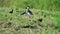 Costa Rica Birds, Black Necked Stilt (himantopus mexicanus) Walking in the Grass on the River Banks