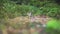 Costa Rica Birds, Double Striped Thick Knee (Stone Curlew, burhinus bistriatus), A Pair of Two Birds