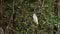 Costa Rica Birds, Snowy Egret (egretta thula) Perched Perching on a Branch, Tarcoles River Birdlife