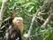 Costa Rica Capuchin Monkey Animal Cute Tree Nature Wildlife Green Rainforest