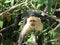 Costa Rica Capuchin Monkey Cute Animals Branch Tree Angry Stare