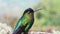 Costa Rica Fiery Throated Hummingbird (panterpe insignis) Close Up Portrait of Colourful Bird Flying