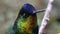 Costa Rica Fiery Throated Hummingbird (panterpe insignis) Close Up Portrait of Colourful Bird Flying