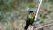 Costa Rica Fiery Throated Hummingbird (panterpe insignis) Close Up Portrait of Colourful Bird Flying