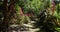 Costa Rica footpath and tropical vegetation in the jungle