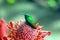 Costa Rica- Green Humming Bird on Red Ginger Flower